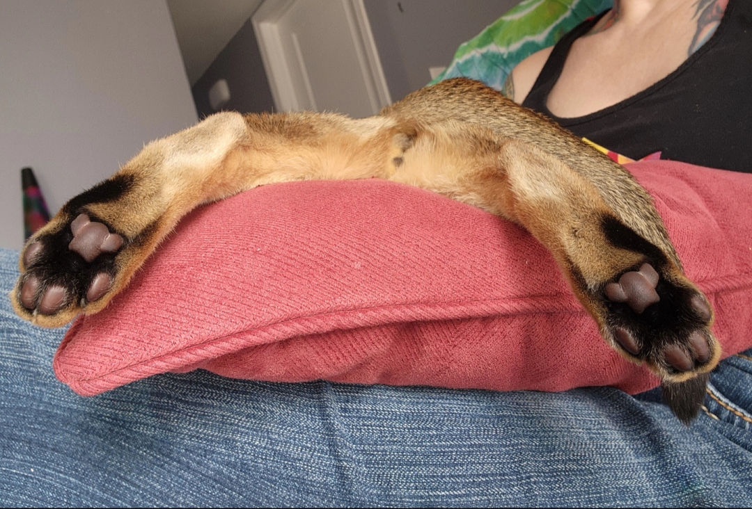 Toe Beans Tuesday: A Whimsical Celebration