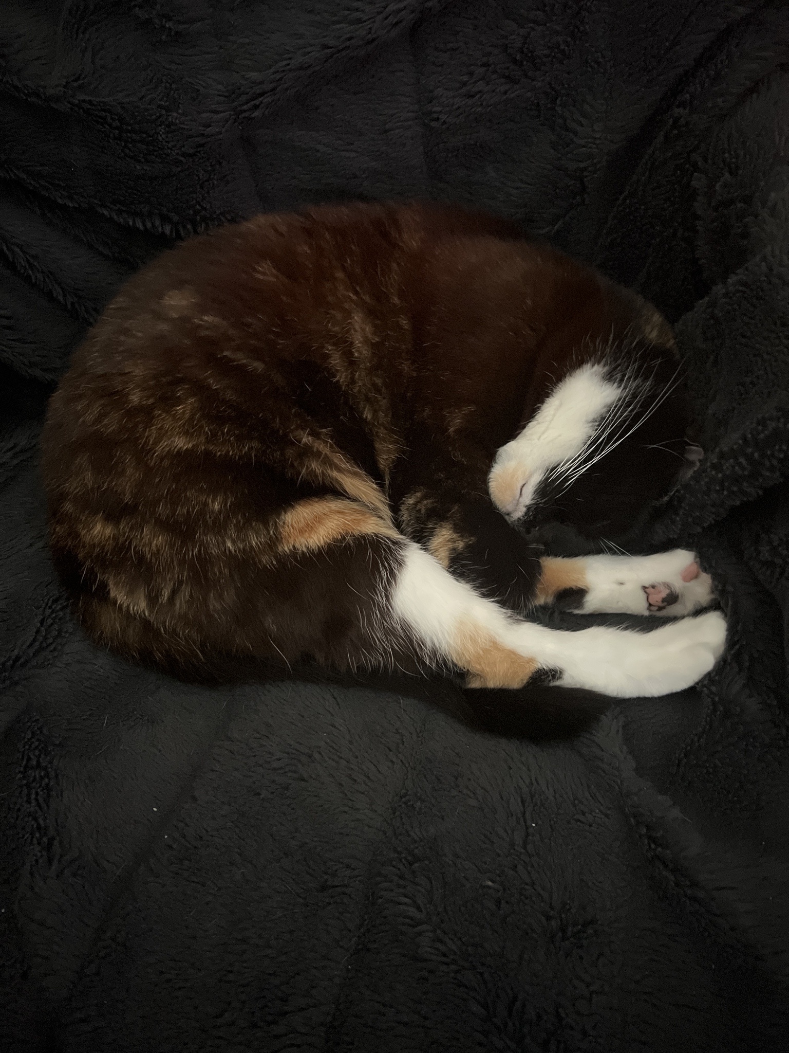 Meet Sleepy Mow, the cutest little napper!