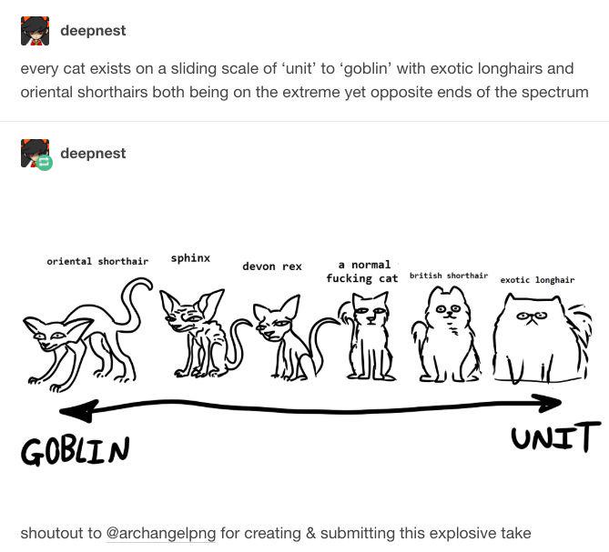 Every cat is a unique blend of 'adorable' and 'goblin'.