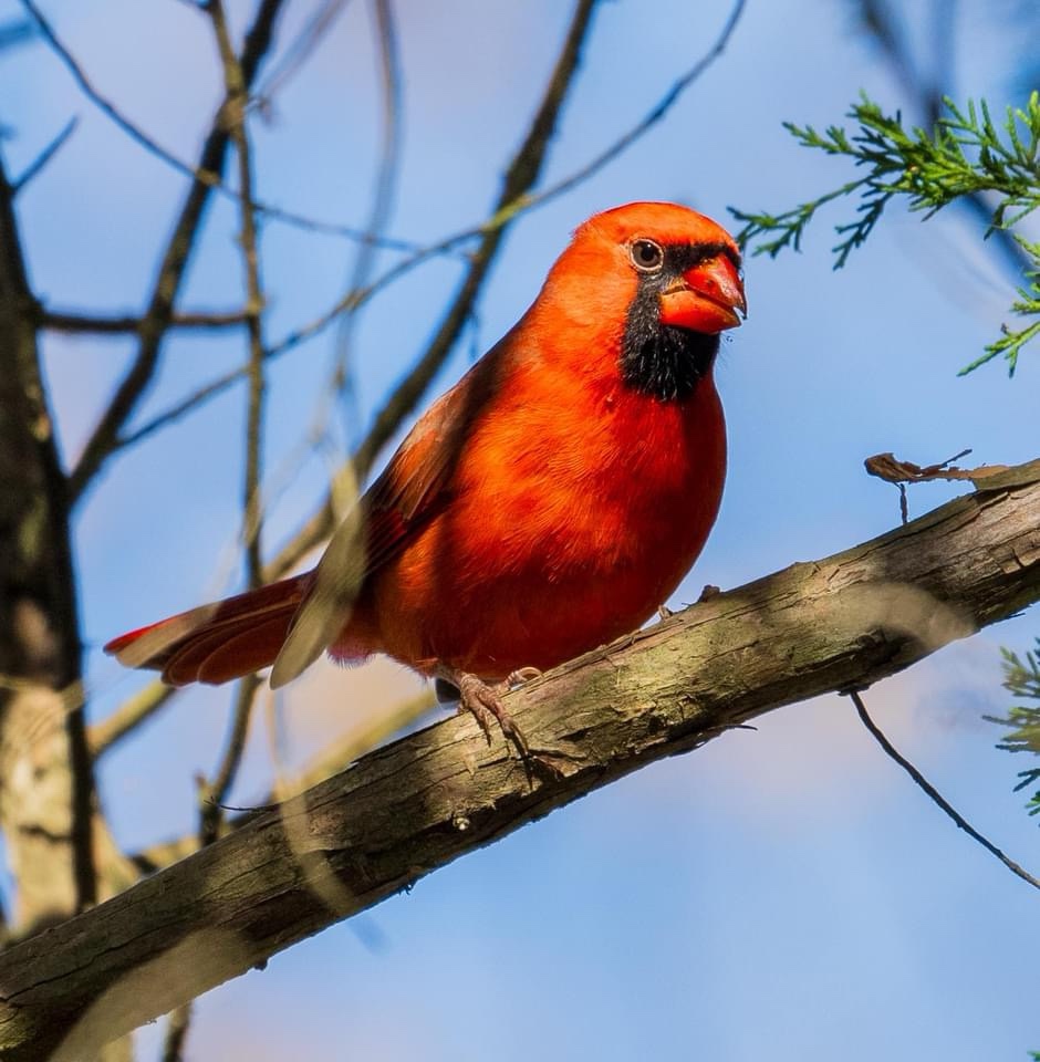 The Stunning Cardinal: Nature's Bright Gem