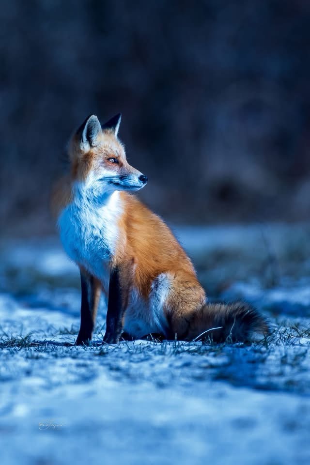 The Clever Fox