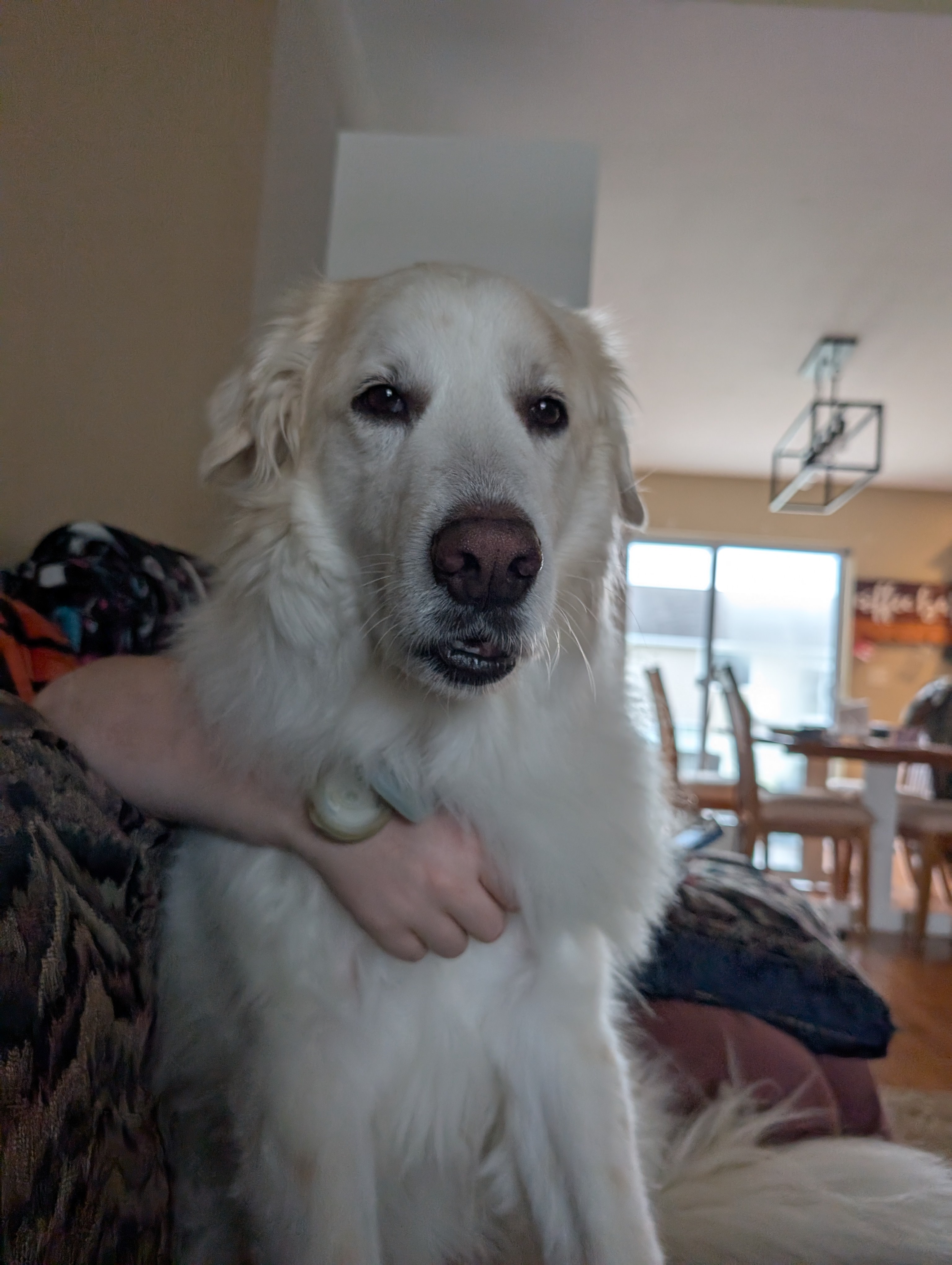 Daily Winter Chronicles: Day 804 of Frosty Adventures