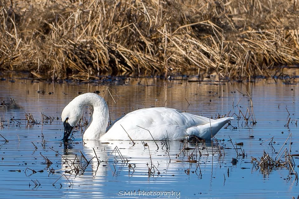 Elegant Swan Gliding Across the Water