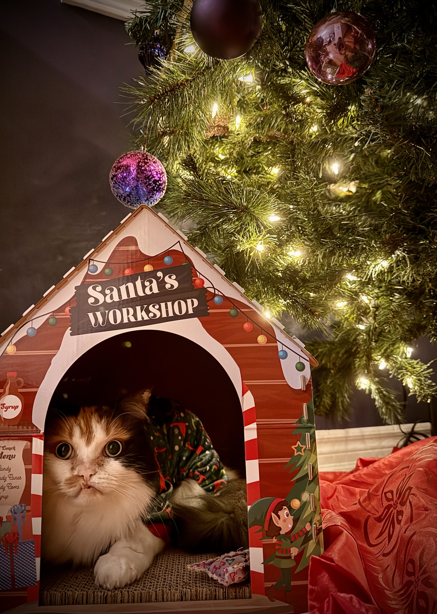 Harley is all decked out and ready for Christmas!