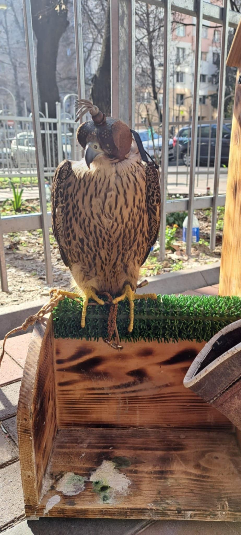 Finally met my neighbor's majestic hawks!