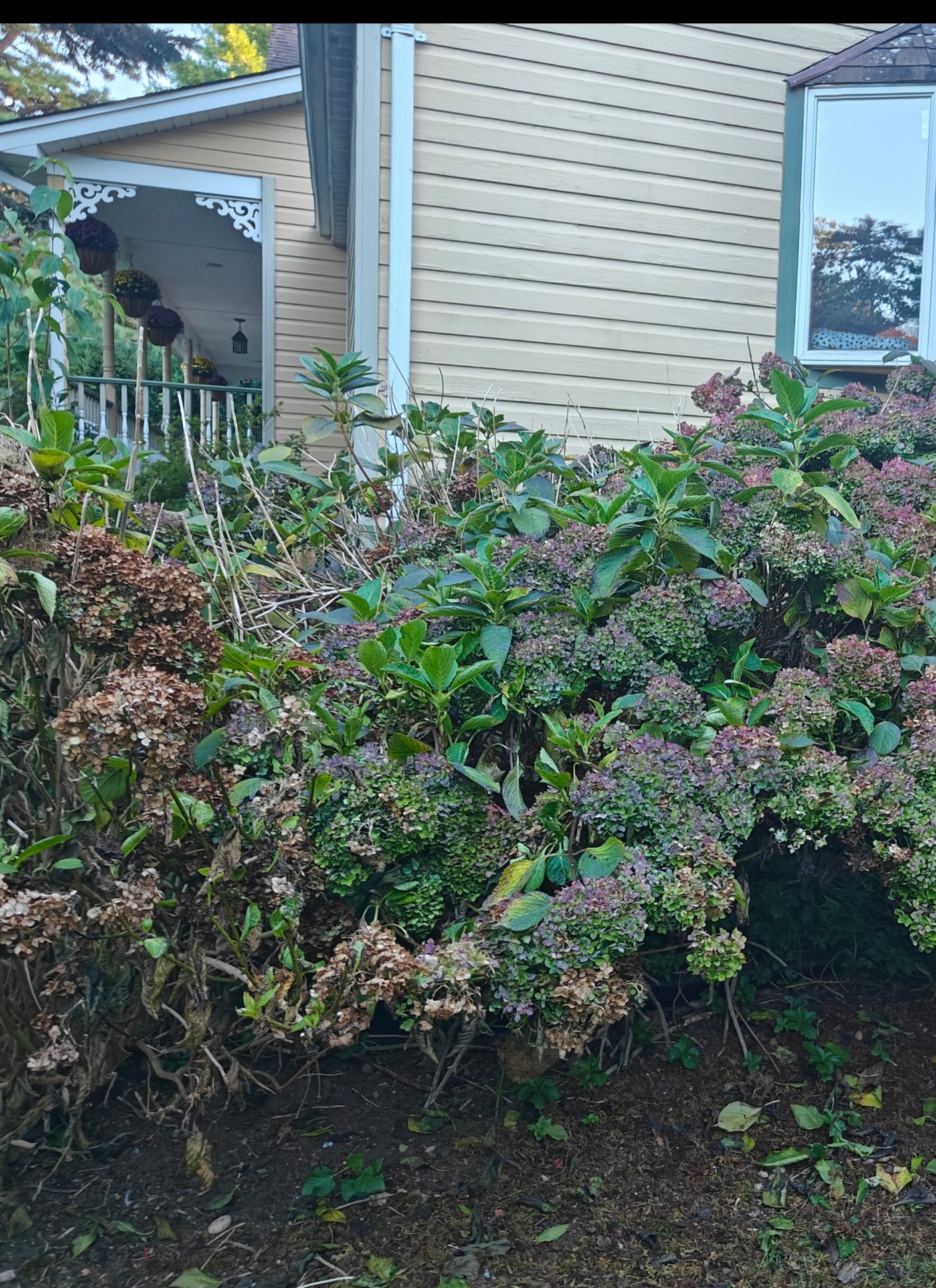 Beautiful Hydrangea Blooms