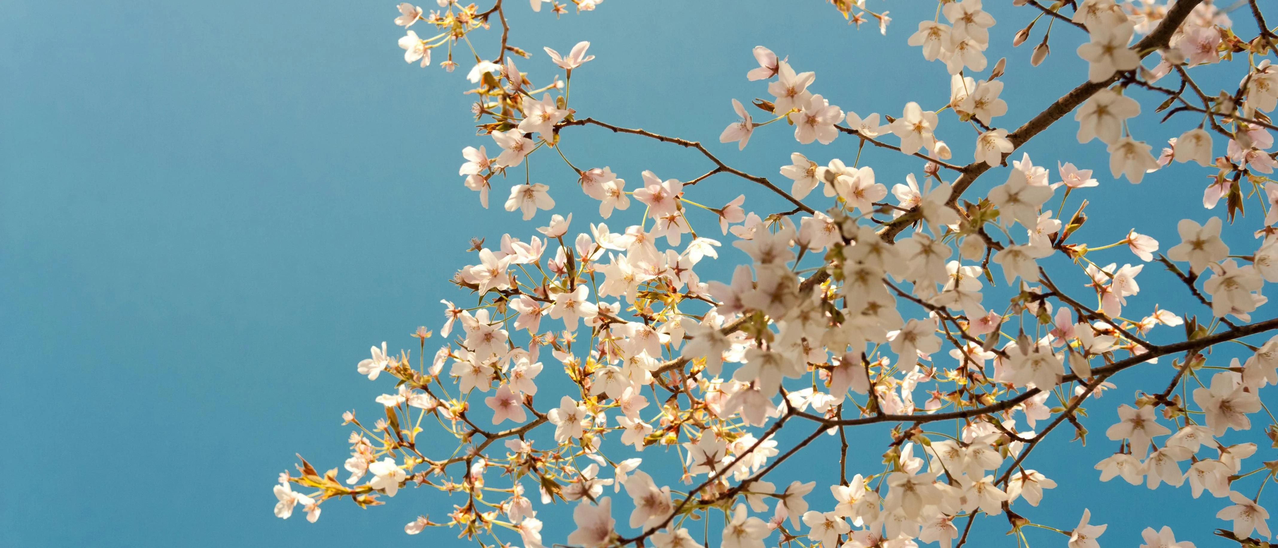 The Beauty of a Single Flower