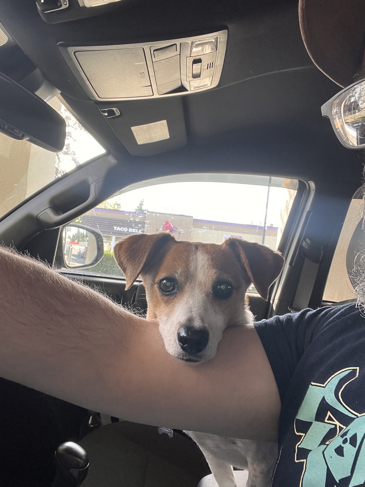 The Surprised Look of Drive-Thru Workers When Darla and I Arrive for Nuggets