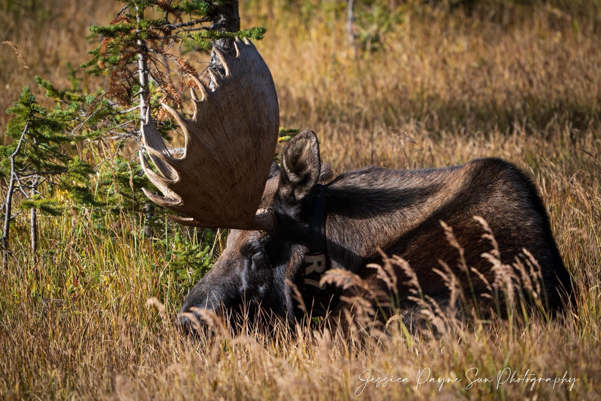 A Majestic Moose in Its Natural Habitat