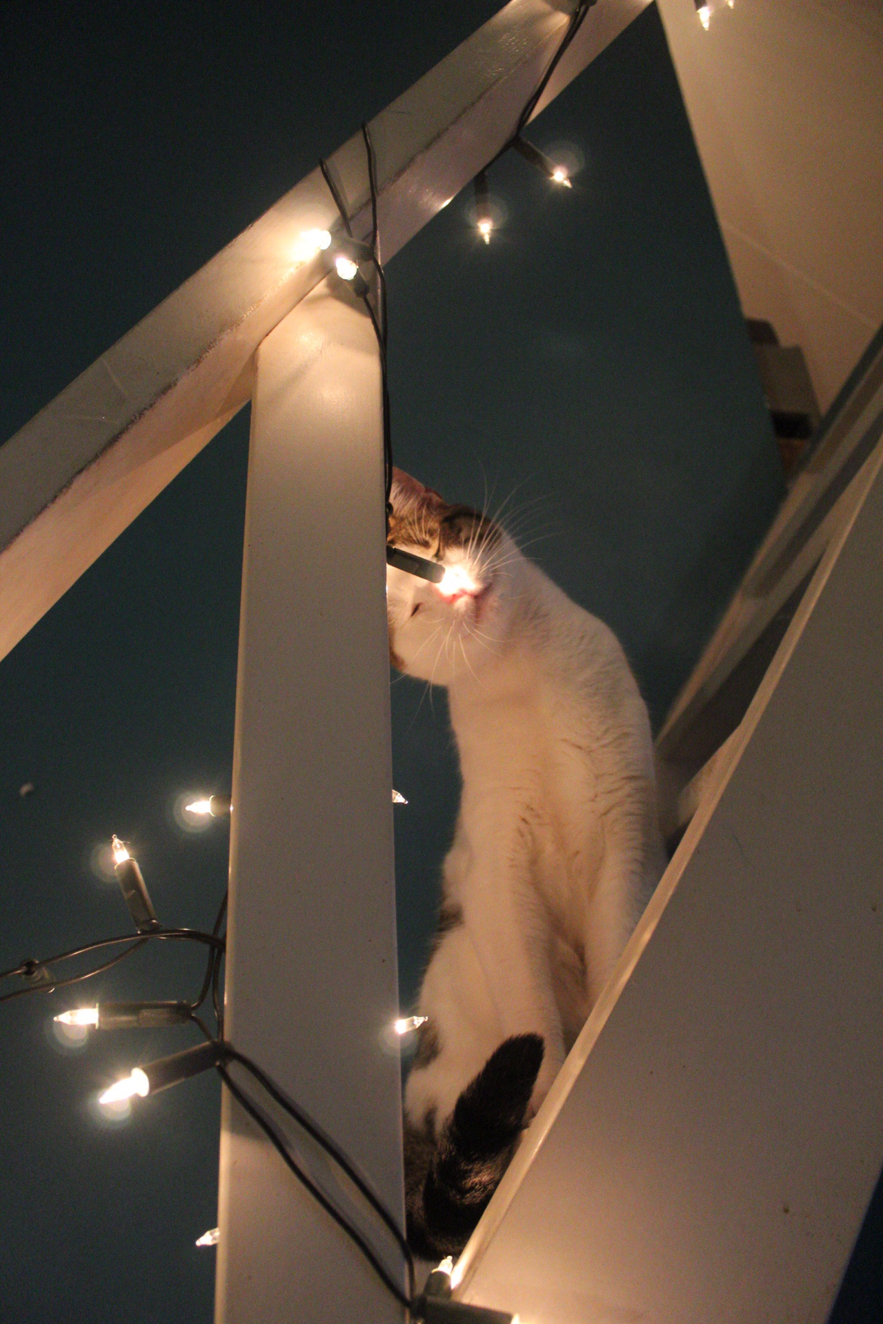 Whatever You Do, Don't Step into the Light!
