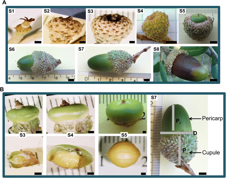 The fascinating world of Acorn Science