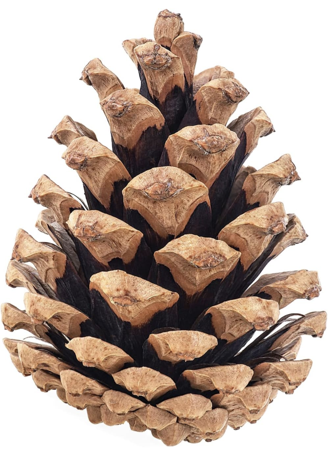 Pinecone Pricing: Plus Tax!