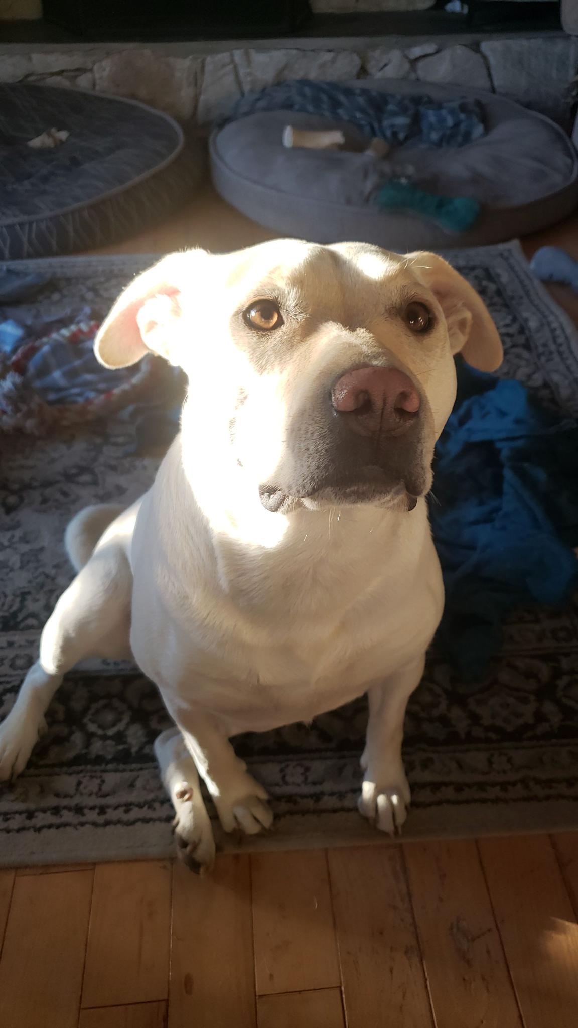 Celebrating My Cake Day with My Adorable Dogs
