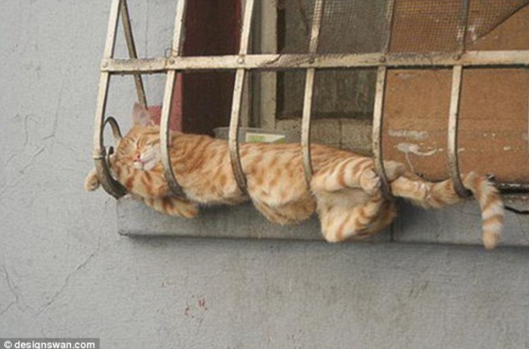 Cats caught in the act of sleeping in the funniest positions!