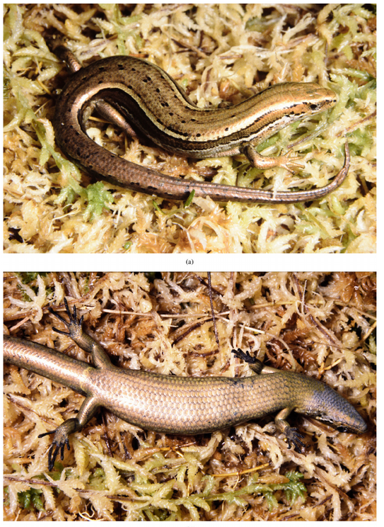The Mysterious Okruru Skink: Possibly Gone Forever