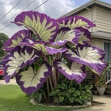 Discovering the Elephant Ear Plant: A Surprising Find!
