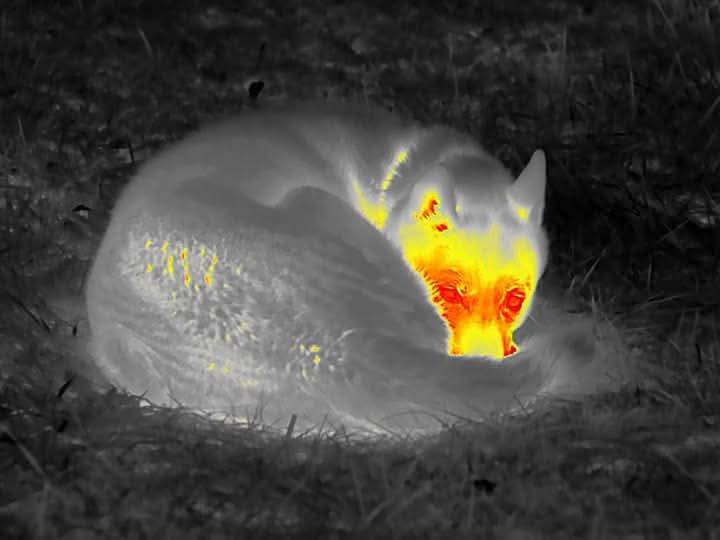 Thermal Imaging of a Sleeping Husky: The Cozy Canine