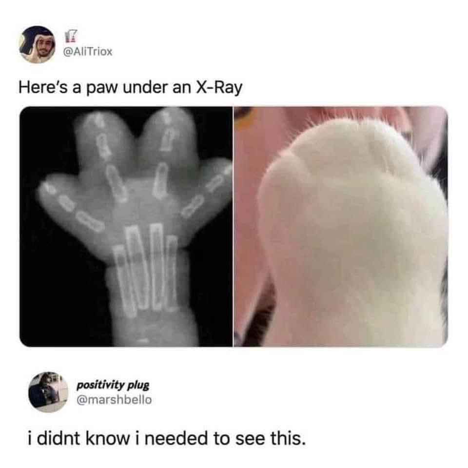 Check out this fascinating X-ray!