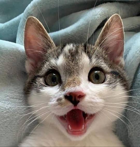 This pup's joy is absolutely contagious!