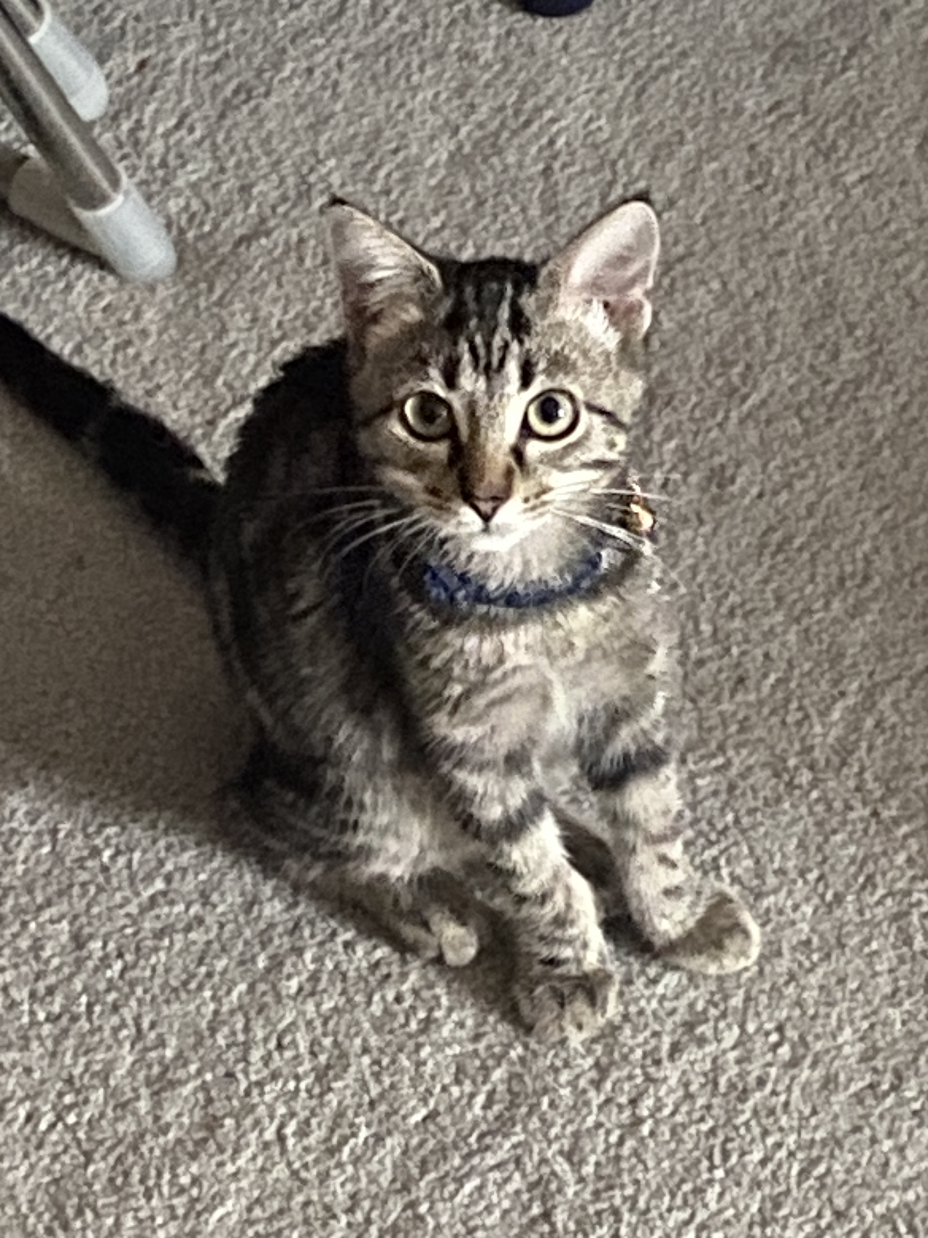 Welcoming Our Newest Family Member
