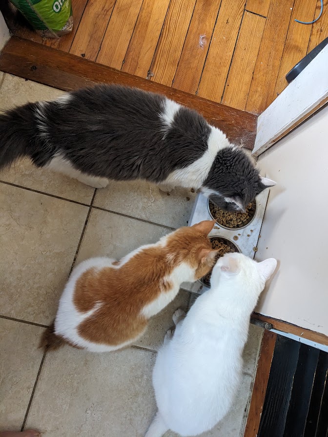 Three Cats Sharing a Meal: A Feline Feast!