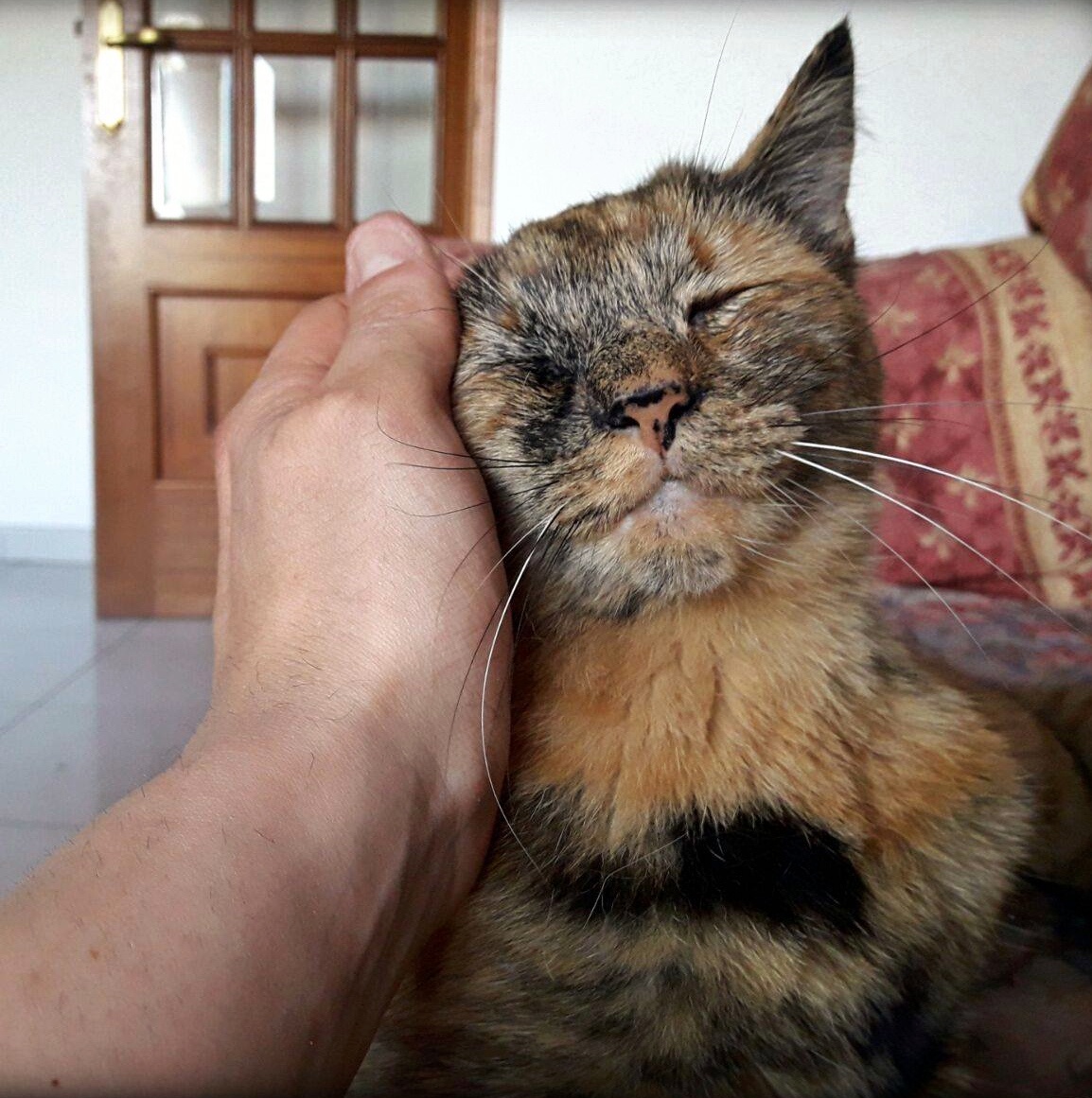 Little kitty