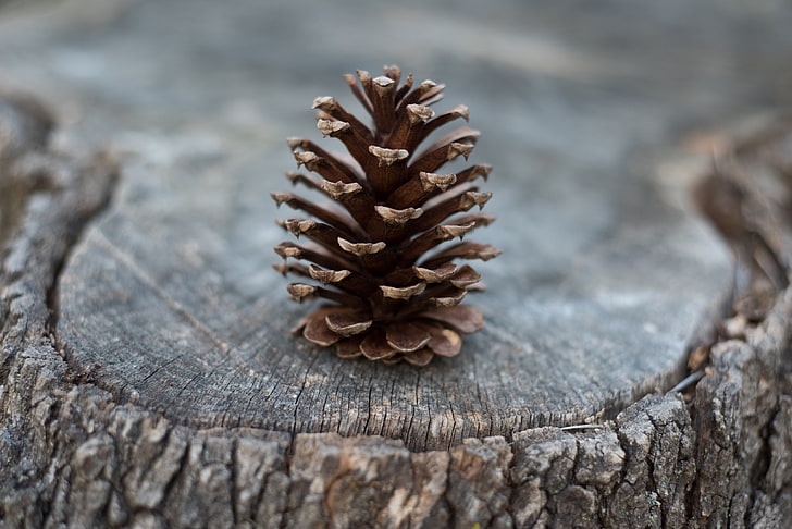 The Pinecone Craze is Real!