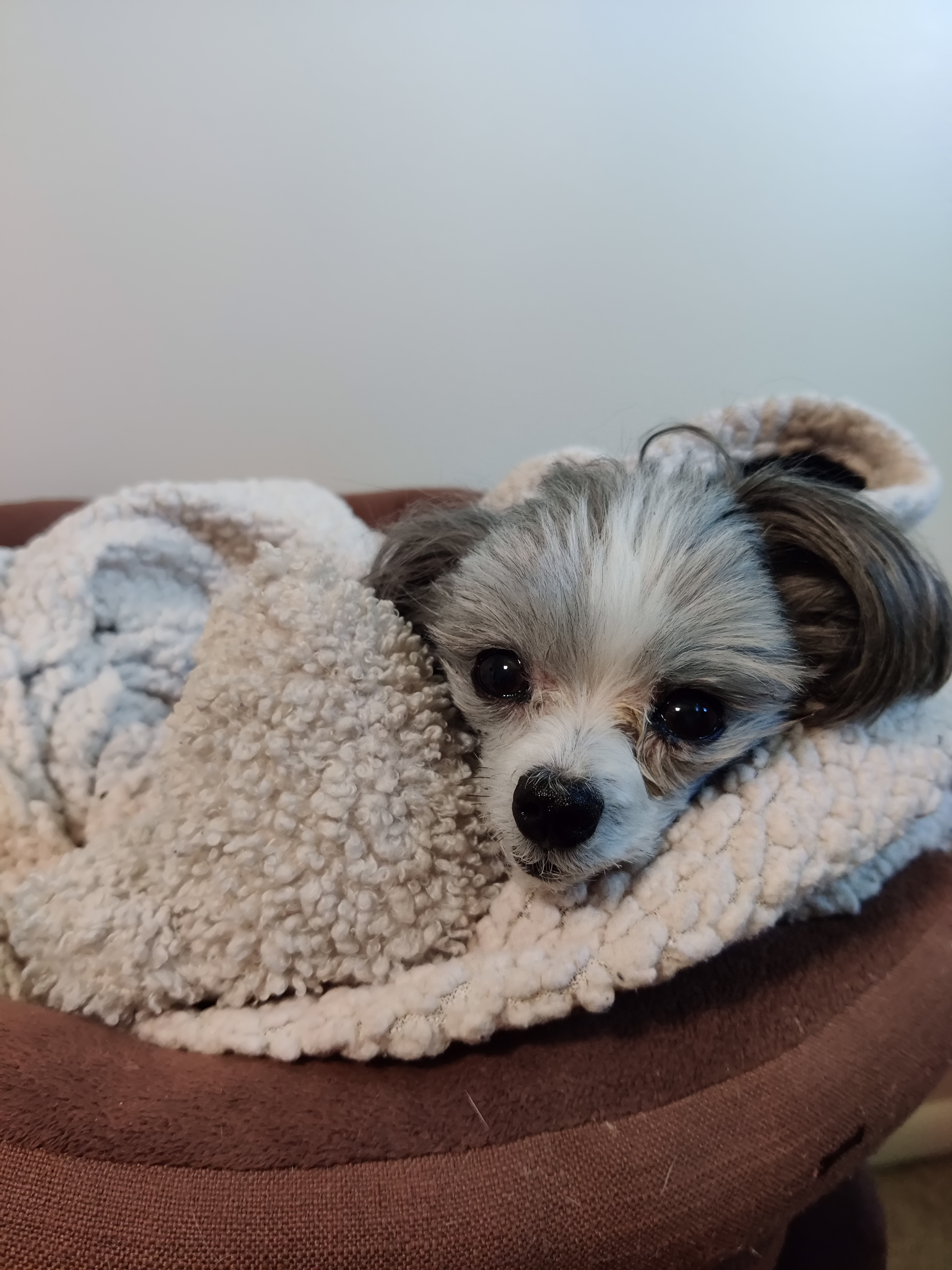 Meet Our Beloved Senior Puppy