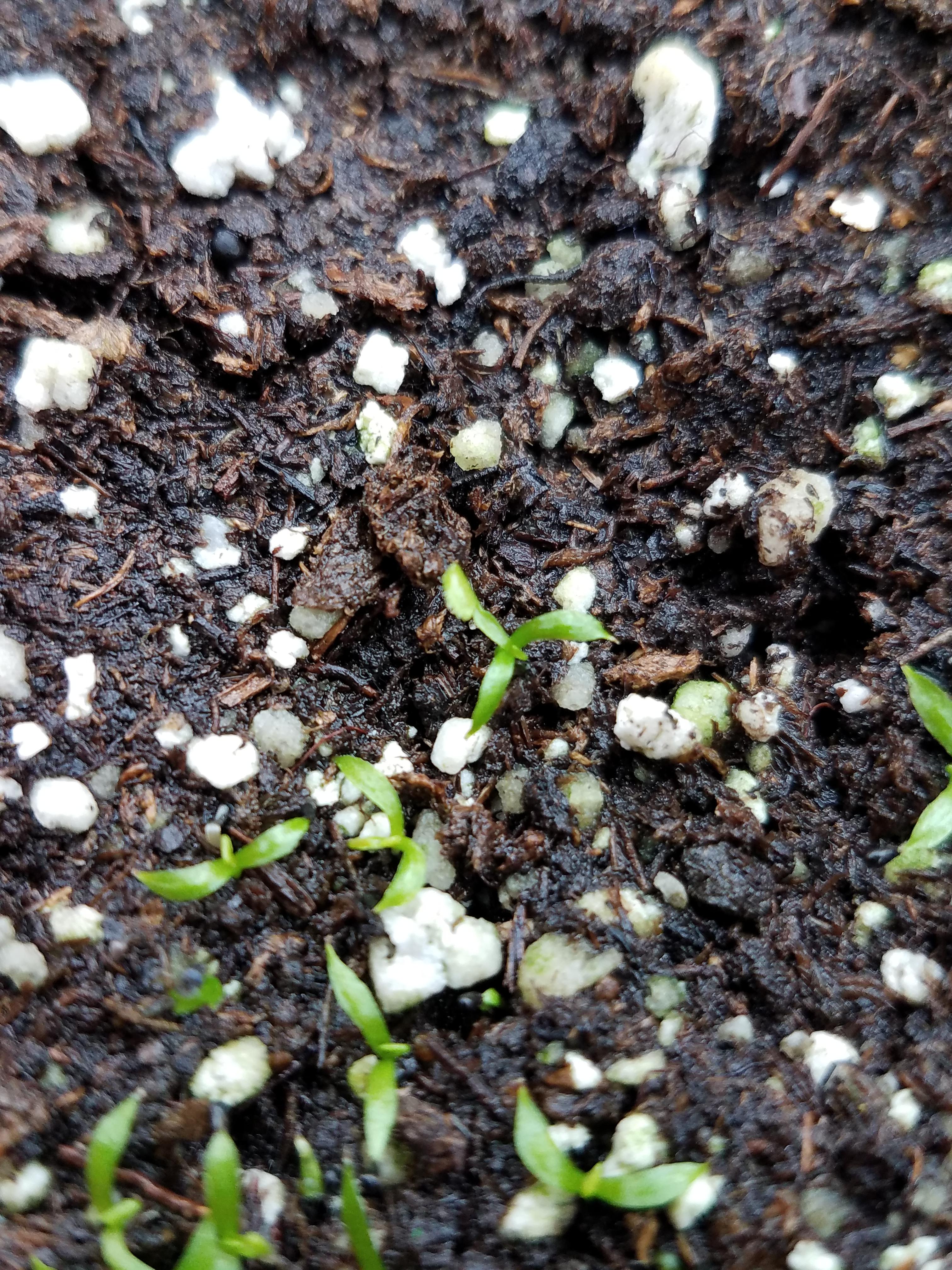 Adorable Baby Venus Flytraps on Display