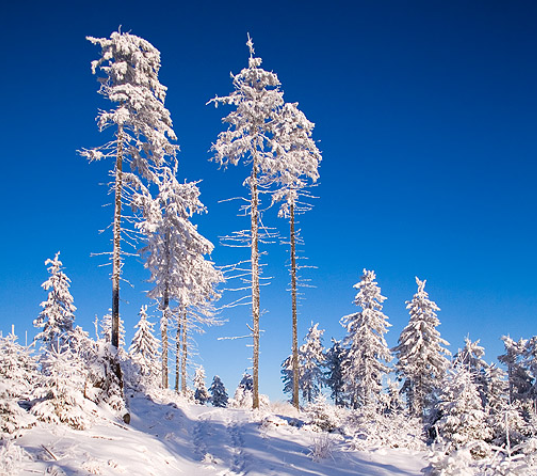 The Beauty of Winter: A Seasonal Reflection
