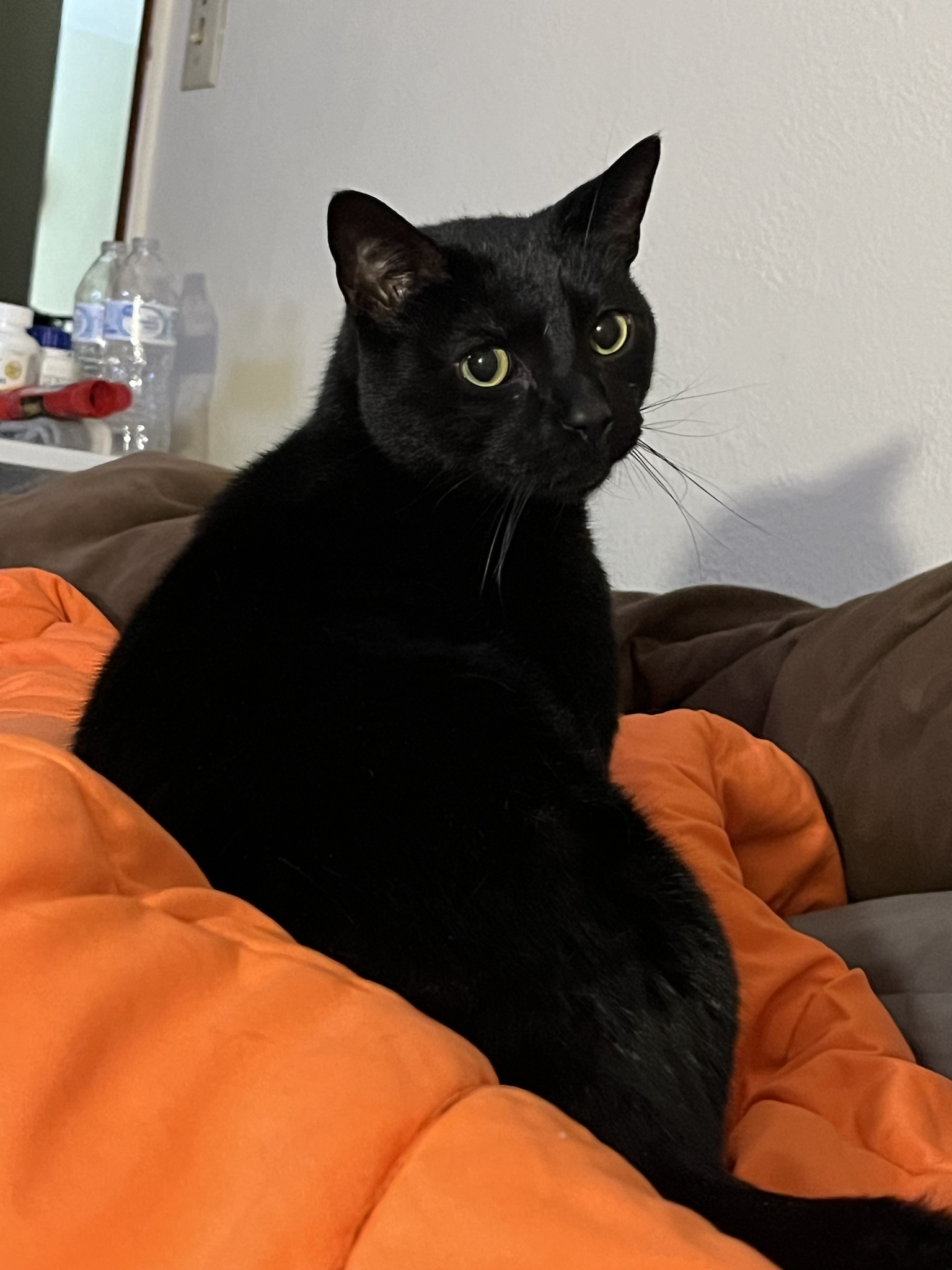 Meet Ramen, my adorable feline companion.