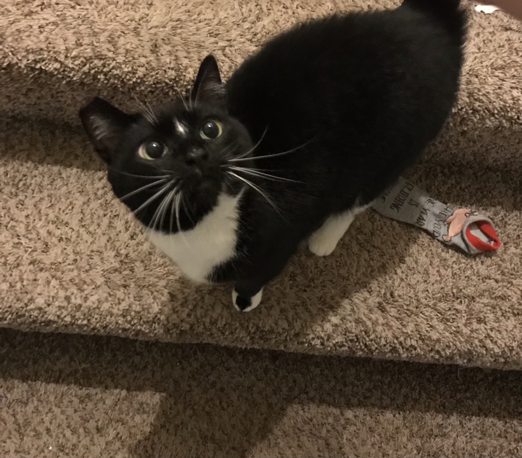 Pepper's Exciting Journey into Her New Home