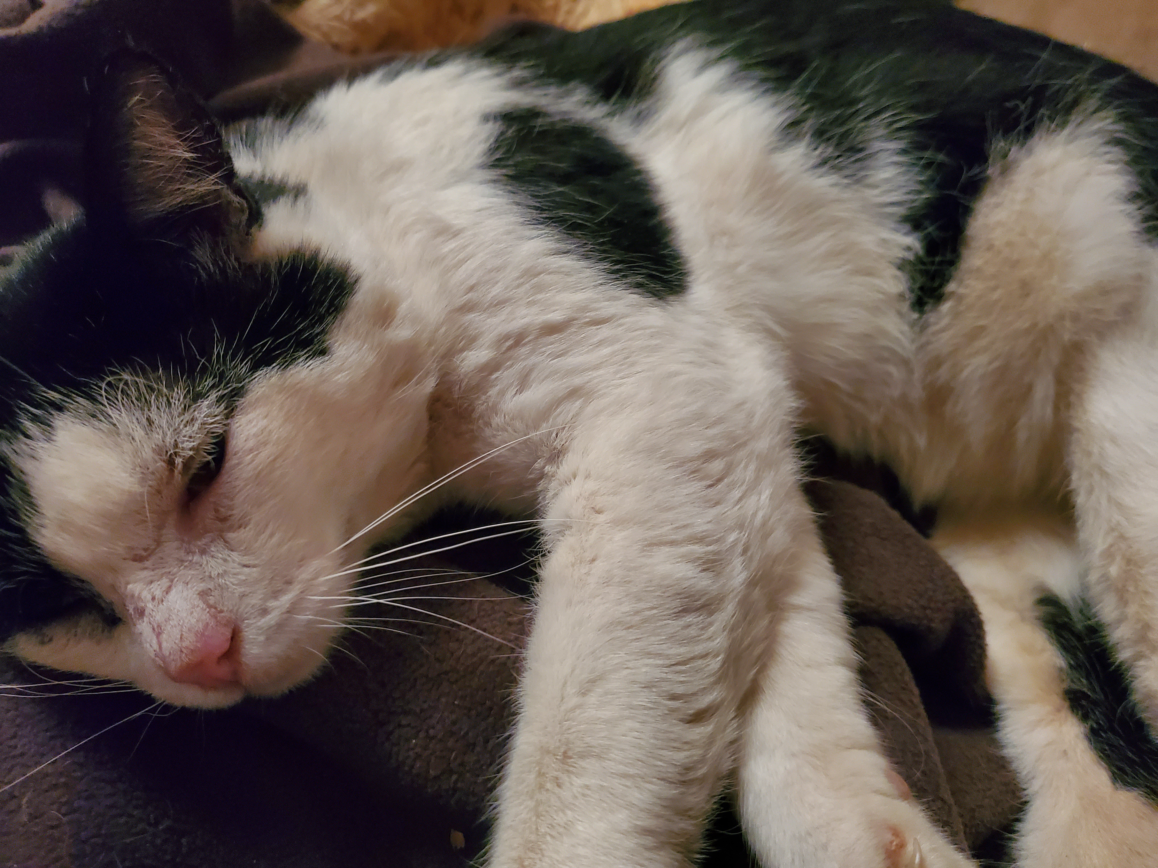 The Enigmatic Charm of Cats