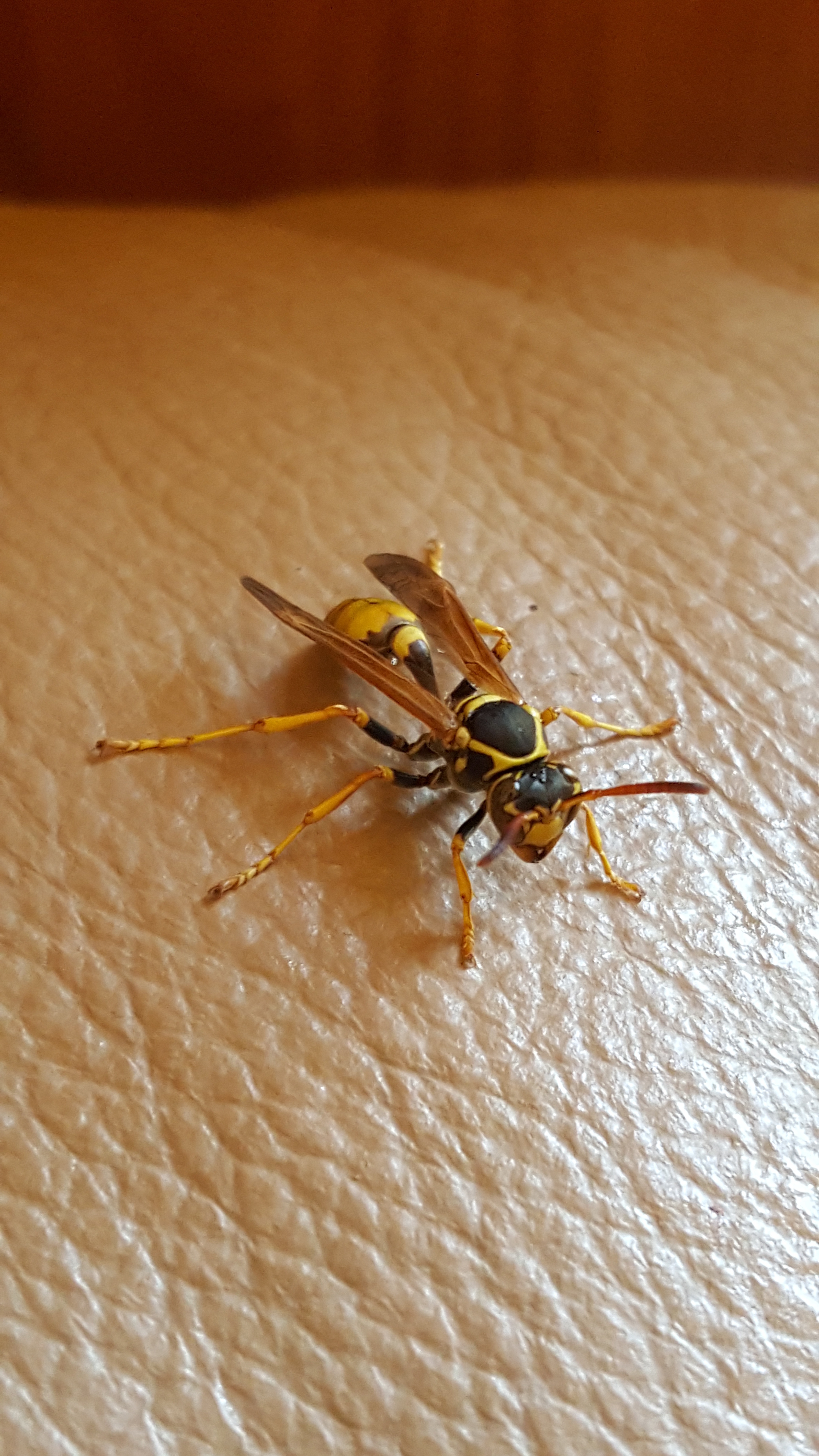 Wasp 2: The Sequel to the Buzzing Adventure