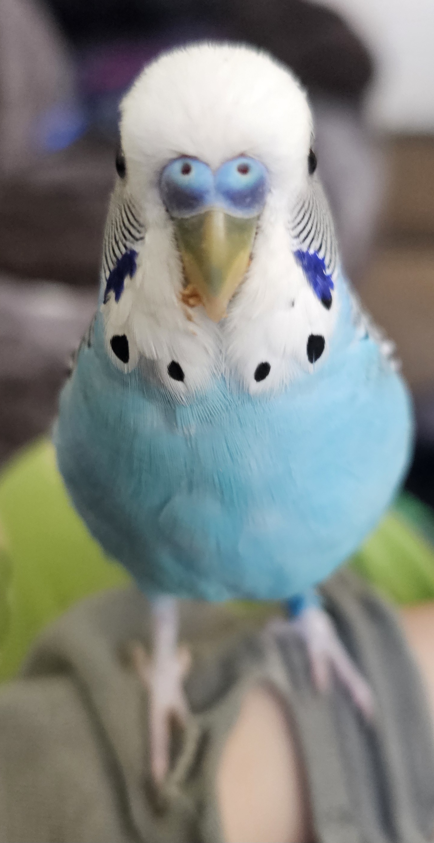 Check out my little bird with his adorably messy beak!