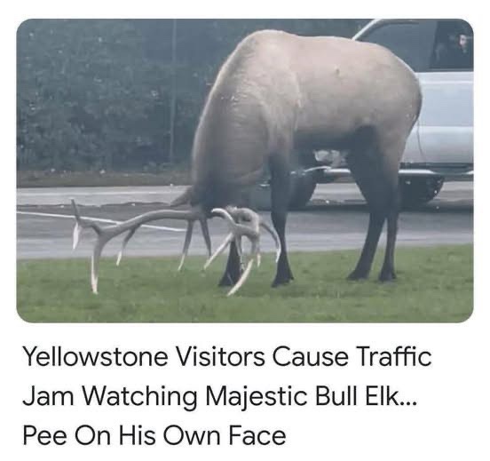 When They Say You're Either a Wolf or a Sheep, But This Legend Says: 'Hold My Beer!'