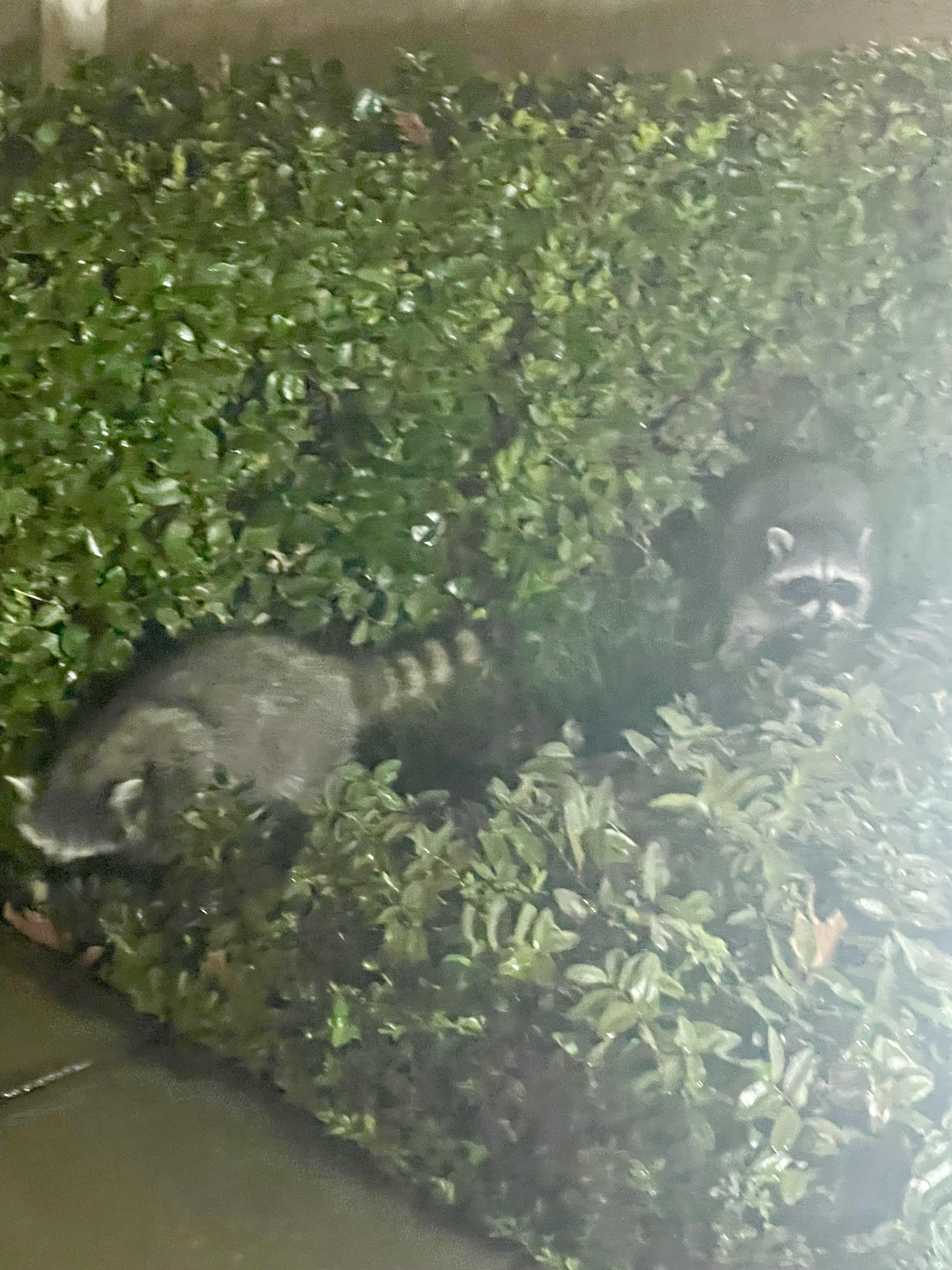 Raccoons in Merced causing a stir