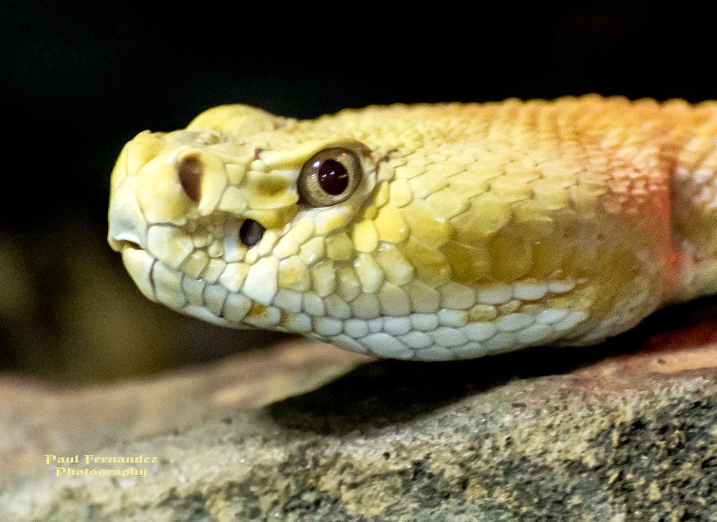 The Risks of Relying on Generalizations to Spot Venomous Snakes