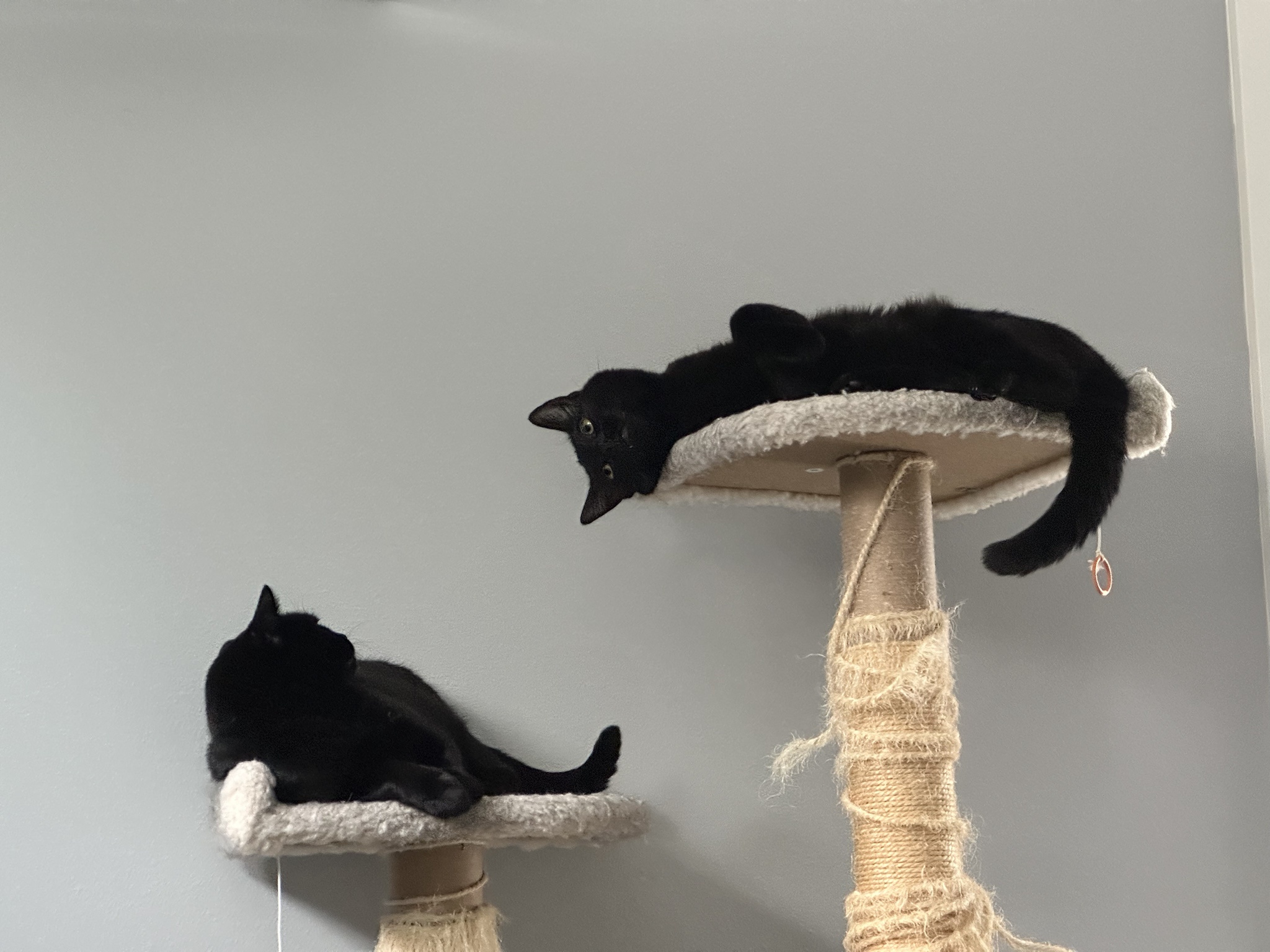 The perfect combination of cats and delicious baked treats