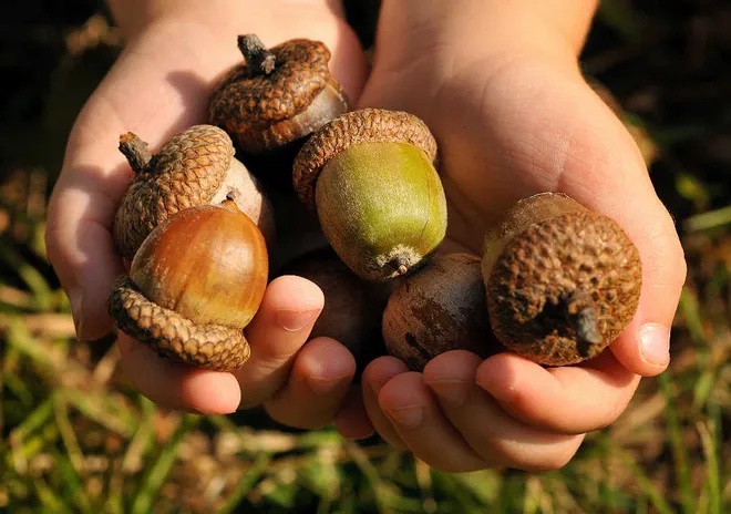 Who knew acorns were edible? They’re tasty and packed with nutrients—go team acorn!