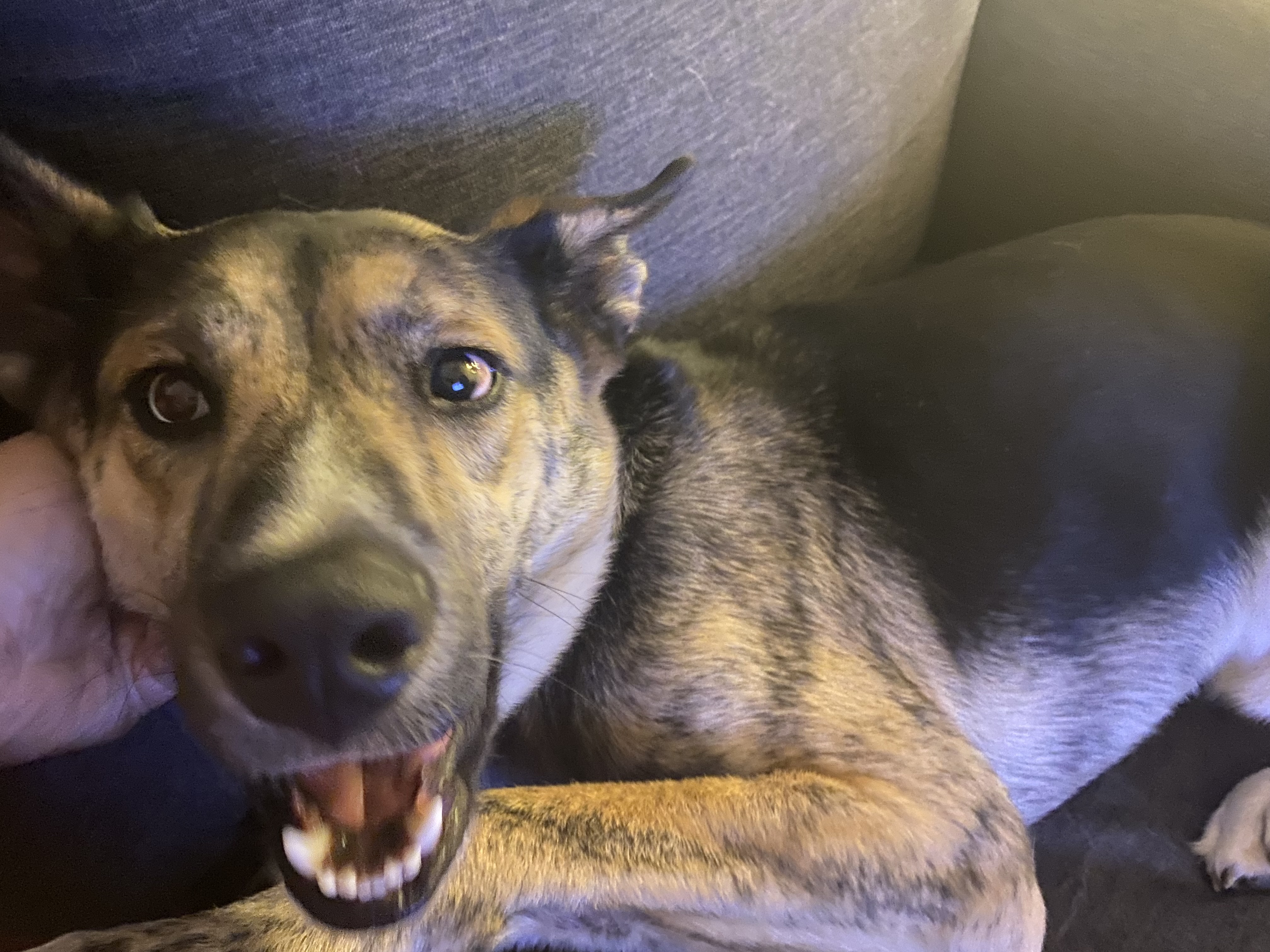 The Cutest Little Derpy Face You'll Ever See