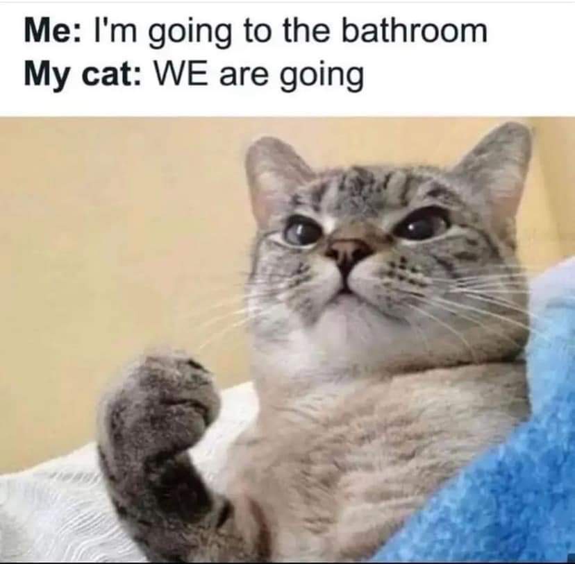 My cat is adorable, but enough is enough!