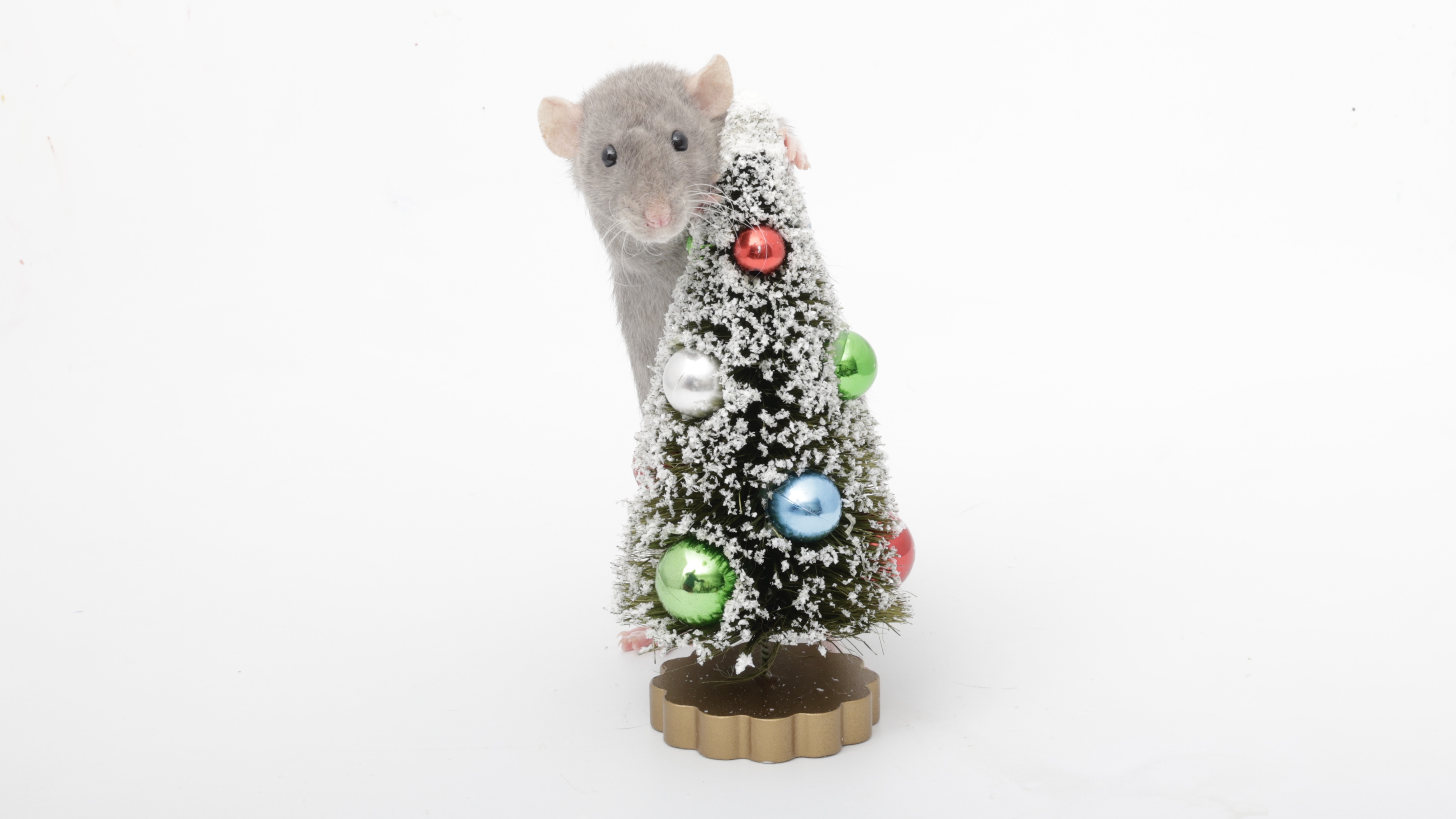 Day 3 of Ratmas: Presenting Cinnamon and Her Festive Ratmas Tree!