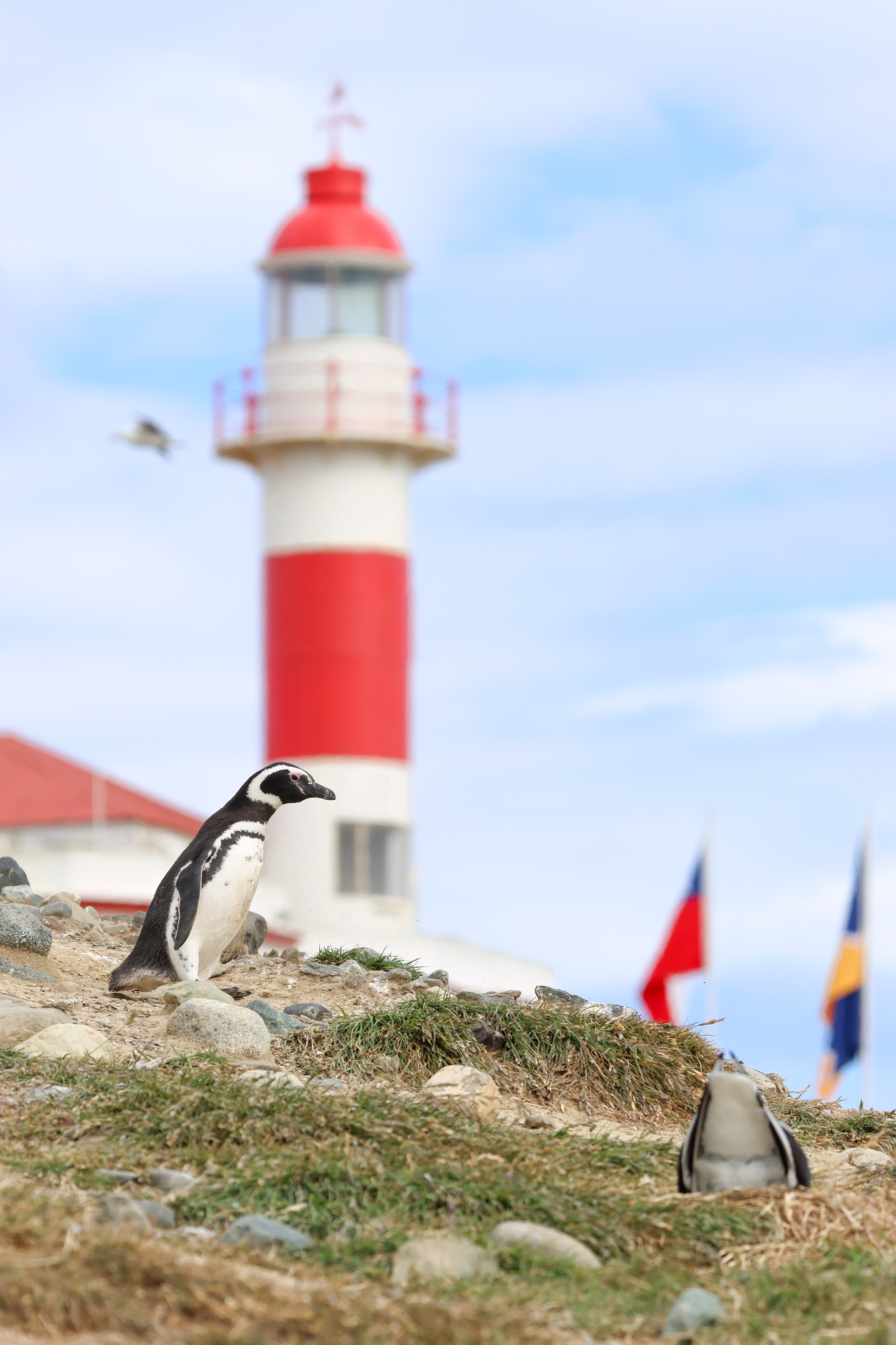 Discover the Adorable Penguins and Birds of Isla Magdalena in Chile