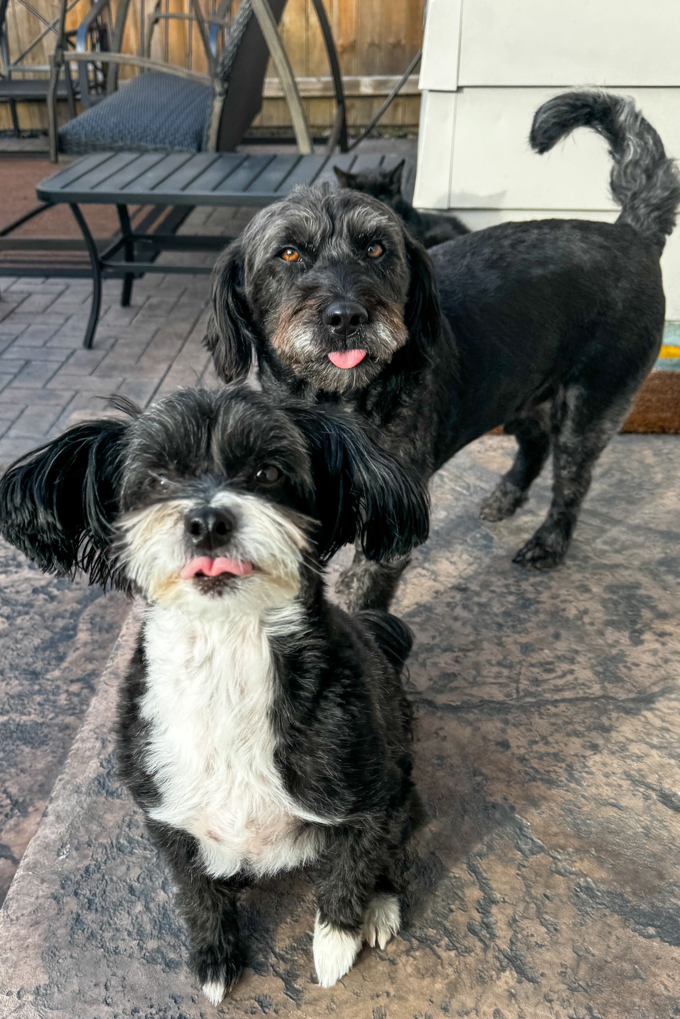 Tongue out and ready for fun!