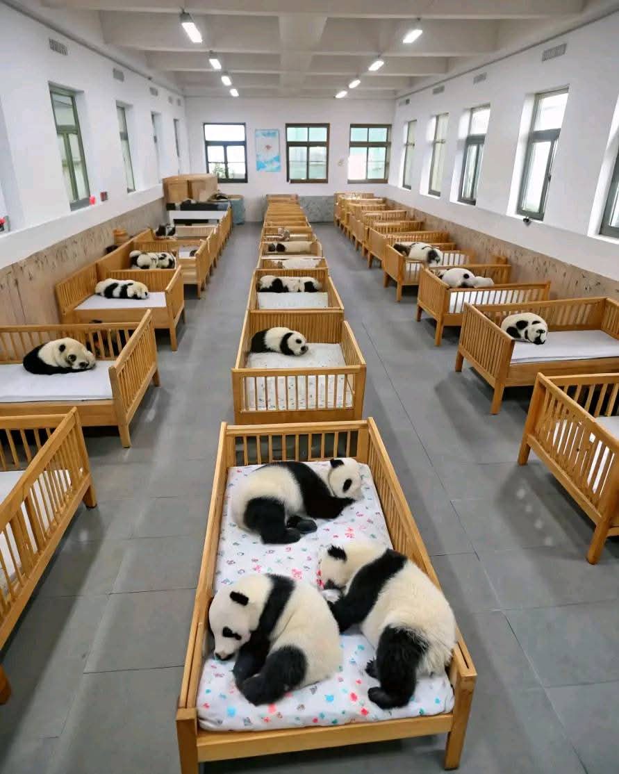 Welcome to Panda Kindergarten