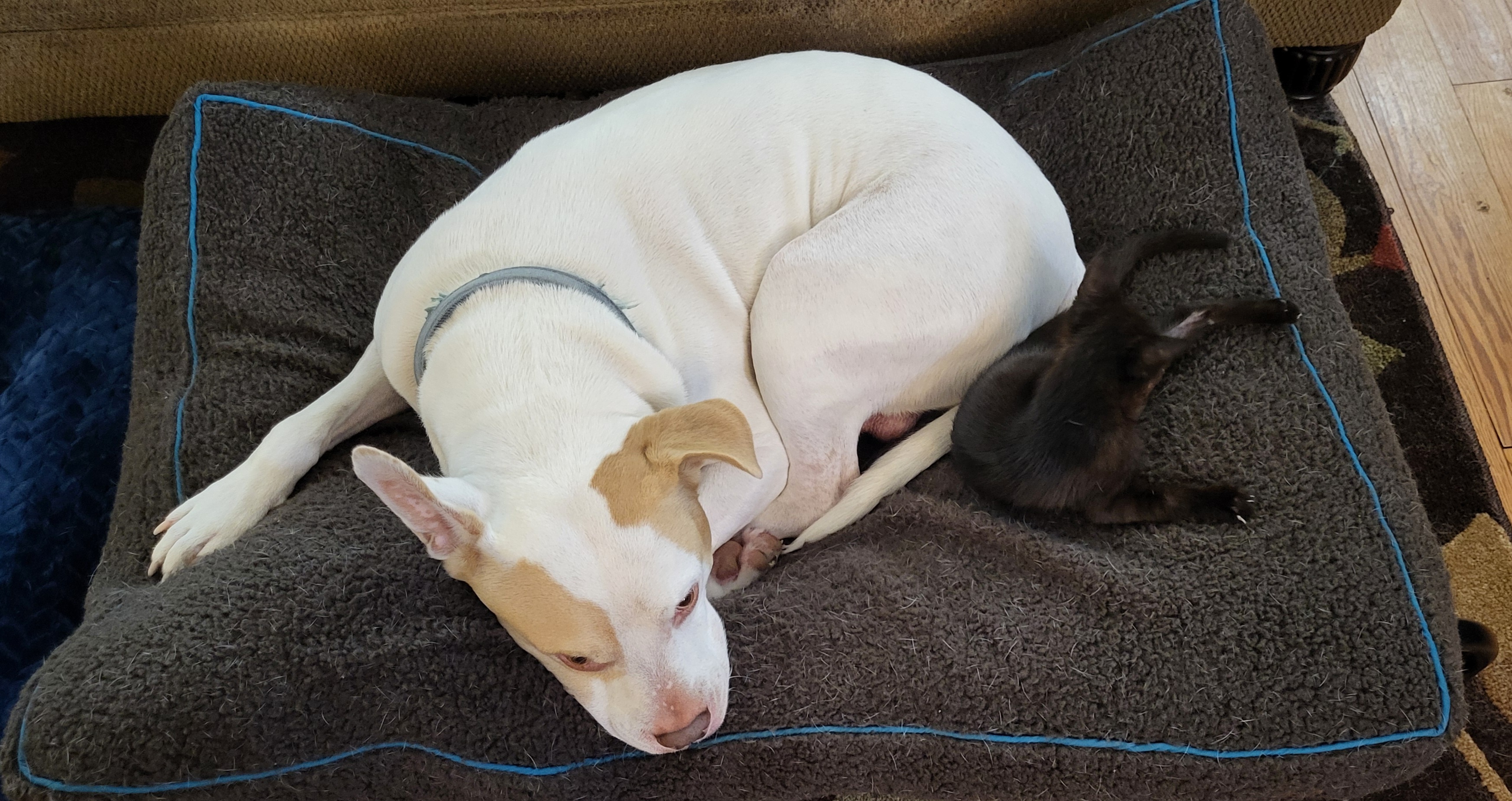 Human sacrifice, dogs and cats living together... It's pure MASS HYSTERIA!