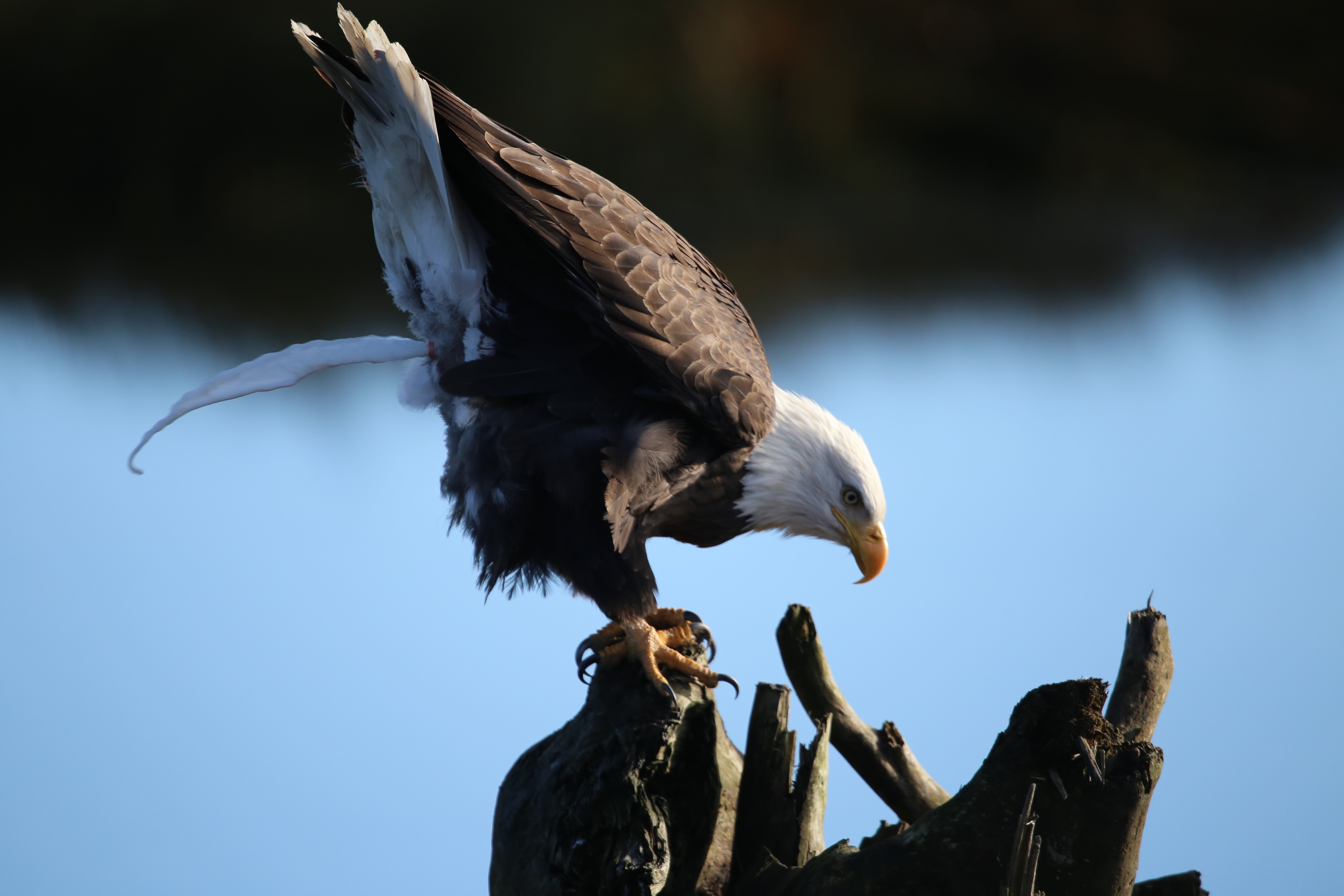 Always stay clear of an Eagle's path...