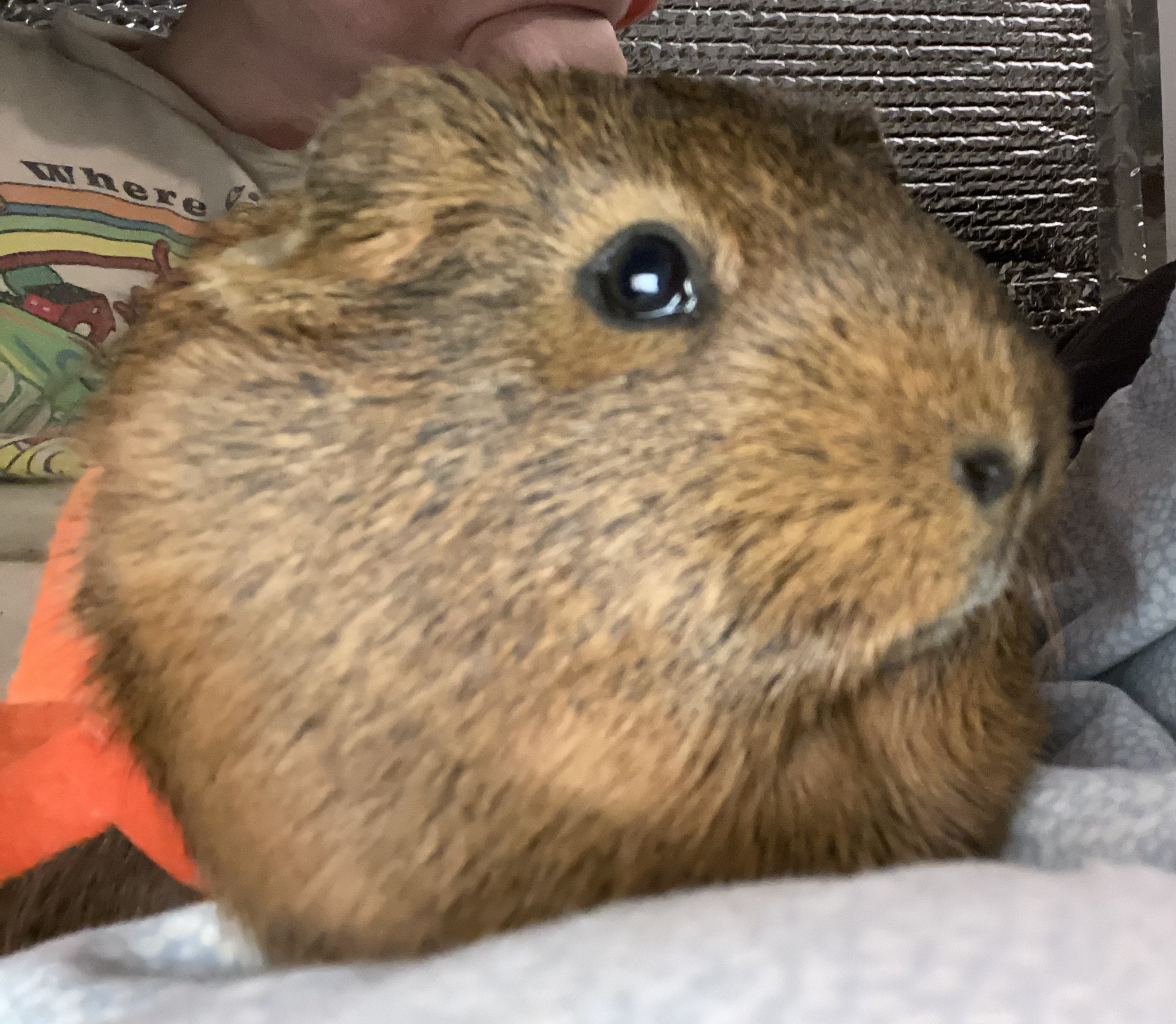 Meet the Adorable Trio: Reese's, Kit Kat, and Rolo the Piggies