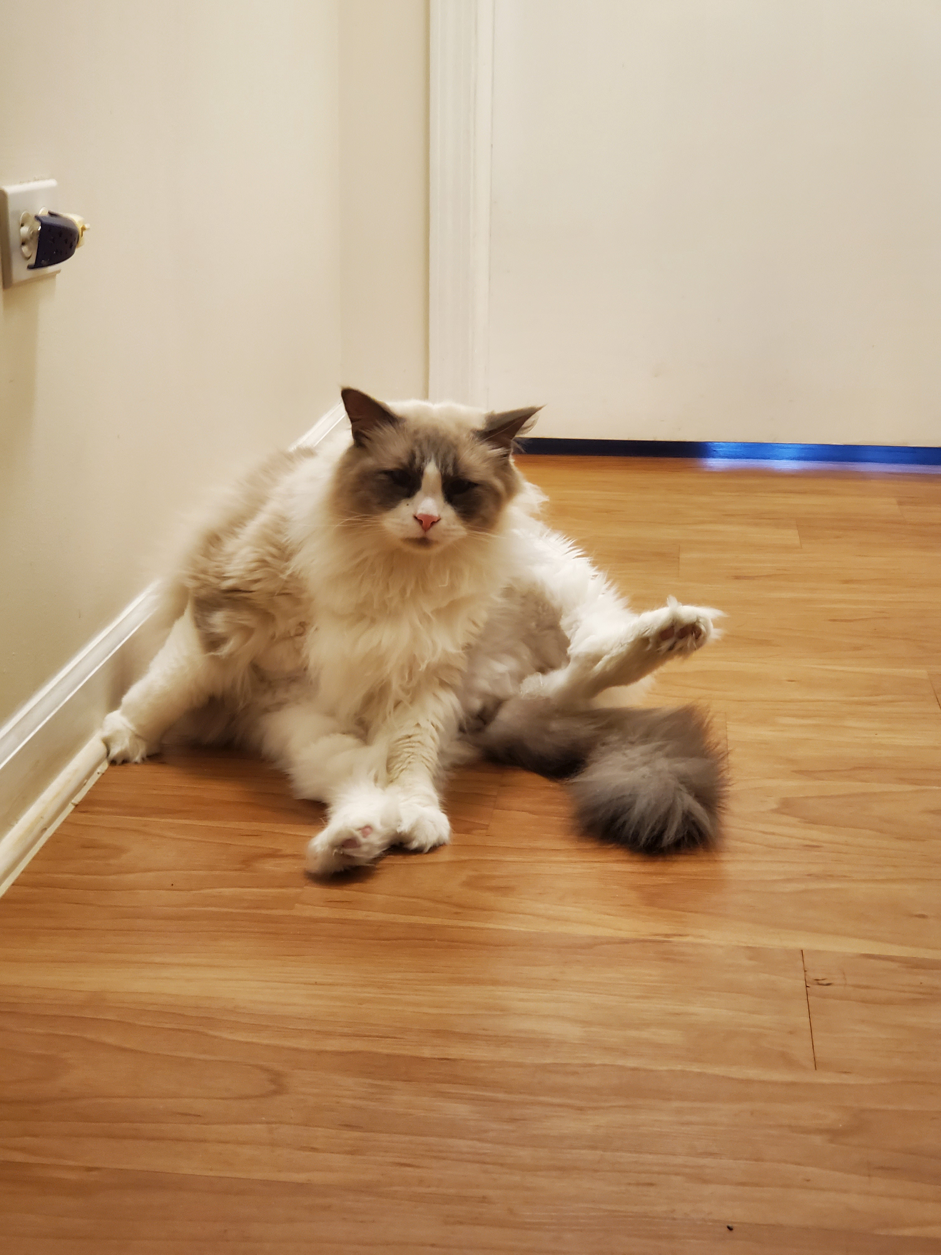 Cats Have the Strangest Sitting Positions...